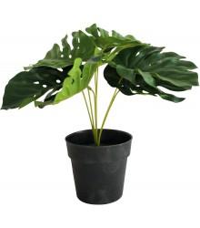 Monstera Plant 7 leaf 25cm - robcousens Outdoor Furniture Factory direct